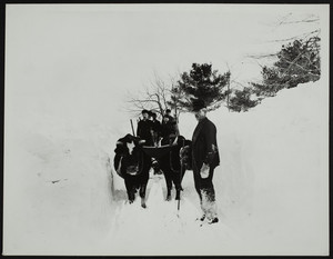 Men and boys in a sleigh pulled by a team of oxen, Cape Neddick, York, Maine, Feb. 23,1893