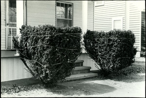 Winterized shrubs