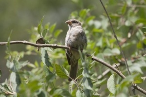 Sparrow perched in a branch, Wellfleet Bay Wildlife Sanctuary