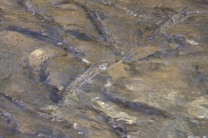 Alewife teeming in the water during the herring run at the Stony Brook Grist Mill and Museum