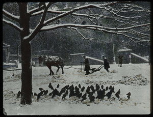 Boston Common (Horse drawn snowplow, pigeons)