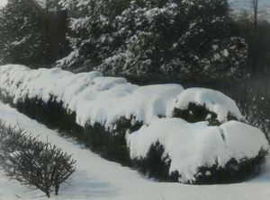 White Pine used as a hedge (under snow)