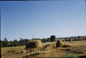 Hay harvesting in the Ranchi district