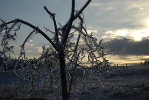 Ice-damaged tree, covered with ice, at sunset