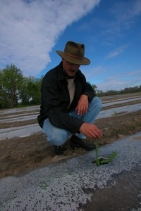 Lazy Acres Farm (Zuchowski Farm): Allan Zuchowski inspecting the soil in a newly planted corn field