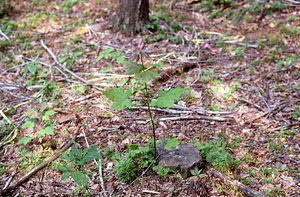 NSF-URP Coppice Woodlot Study. Red maple root sprout and red oak seedling 5 weeks after cutting.