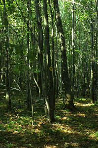 A Walk Along Debra Hall's Nature Trail: Stop 14. Paper birch (Betula papyrifera) and red maple (Acer rubrum) growing on northern end of old Hopkins Hay Meadow in 35-year-old stand with Lycopods in herb layer.