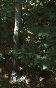 U.S. Dept. Interior Acid Rain, Acid Soils Study. American beech site, stemflow collection infrastructure.