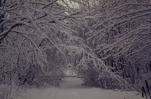 Bent trees on Carriage Road morning after 8 December 1972 snowstorm.