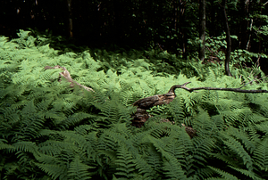 Hayscented Fern Study. 5. Hayscented fern glade and recovered beech forest near Taconic Crest.