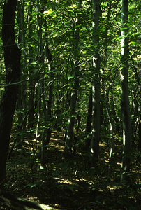 Stunted beech (Fagus grandifolia) on Taconic Crest, permanent plot 1206.