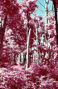 False color IR image of dead and live sugar maples (Acer saccharum) in permanent plot 1105 following saddle-prominent caterpillar defoliation. False Color Infrared/True Color Project.