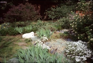 Maya the dog in spring flower garden