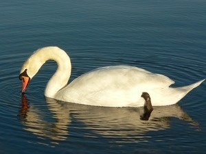 Swan floating on the water, beak to the surface