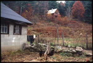 Cabin on hill with cow and chickens in foreground, Wendell Farm