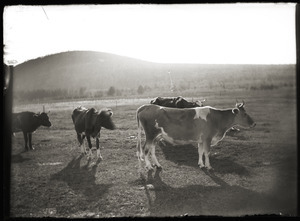 Cows, Mount Pomeroy Lane (Greenwich, Mass.)