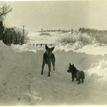 Locke's Hill and two dogs