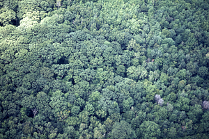 Aerial oblique view of red oak canopy in International Biological Programme (IBP) Plot on 14 July 1971.