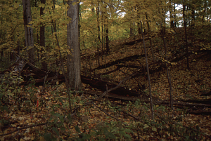 Carol Collier '93 Senior Thesis on Beinecke Stand. 9.Lower remnants of red oak that was blown over in 1970.