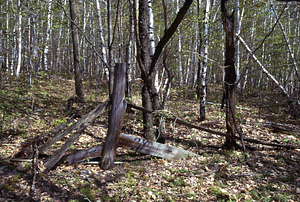 Gate and fence between Rye Lot and Hopkins Pasture.