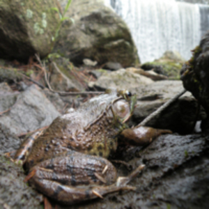 A Frog's Last Look