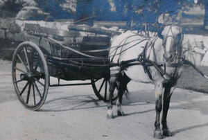 Horse and buggy belonging to Caroline Blair (Carrie) Damon