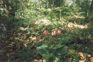 Lady slippers--no picking! (1)