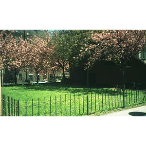 Small grassy square lined with cherry trees in bloom.