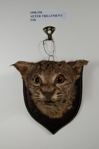 Bobcat head