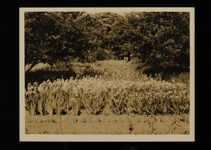 Irises on the Robert Lawton farm, Plainfield Pike, Cranston, Rhode Island