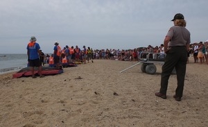 International Fund for Animal Welfare volunteers care for stranded dolphins lying on cushions near the water, with crowd looking on