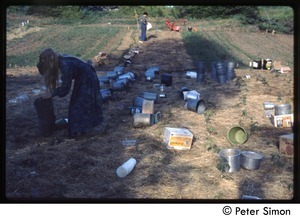 Buckets laid out in a field at harvest time, Tree Frog Farm commune