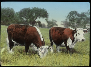 Two cows grazing