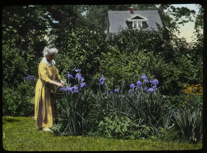 Ethel Parke, Amherst (elderly woman in garden tending Iris kaempferi)