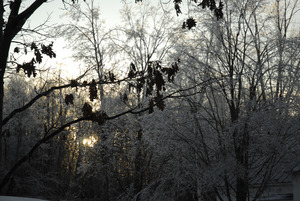 Sun setting behind ice-covered trees