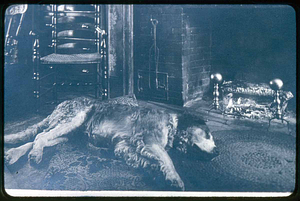 Old dog, Hawkes home, Walnut Place, North Saugus
