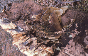 Close-up of honeycomb in bee-tree sugar maple (Acer saccharum) in sugarbush felled during the 4 October 1987 snowstorm.