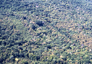 Aerial color image of the Birch Strips in Moon Hollow. False Color Infrared/True Color Project.