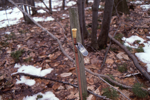 Birch Strips - White Birch Regeneration Study - White Birch Study Area. Milliacre plot 19 in Strip 1C.