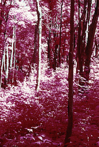 False color IR image of live sugar maples (Acer saccharum) north of Jim Smith Hill. False Color Infrared/True Color Project.