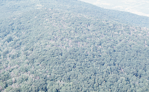 Aerial oblique view from the north of the Taconic Trail (NY Route 2) to White Rocks in southwestern Hopkins Forest on 14 July 1971.
