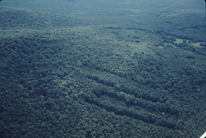 Aerial oblique middle-distance view to the east of the Birch Strips in Moon Hollow on 2 Sept 1971.