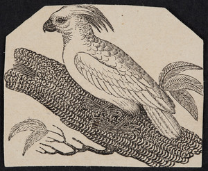 Engraving of a cockatoo sitting on a tree branch, location unknown, undated