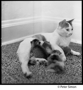 Project cats
