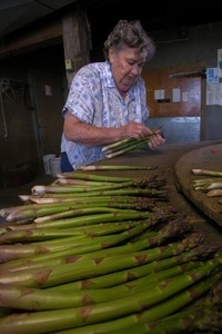 Hibbard Farm: woman at a round table, sorting and bunching asparagus