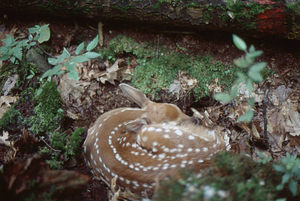 Fawn found in forest series number 3. Close-up of hiding fawn.