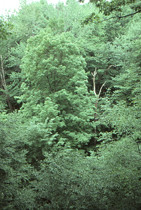 View northwest from the canopy walkway.