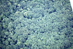 Aerial oblique view of red oak canopy in International Biological Programme (IBP) Plot - U.S. Forest Service Farm Forestry Unit A South and Unit A North of Ford Glen Brook on 14 July 1971.