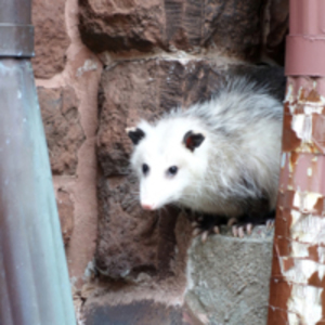 Opossum at the Church
