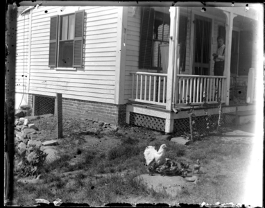 House and Chickens